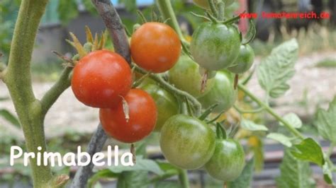 Primabella Tomatesaatgut Gemüse Tomaten Samen Kalebassen Samenfest