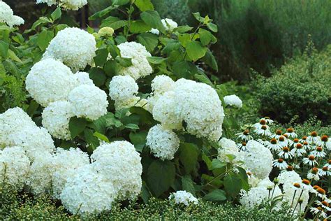 15 Flowering Plants With Large Blossoms