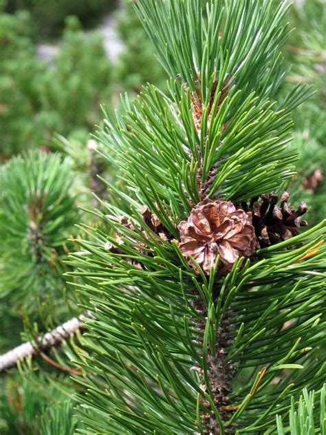 Mountain Pine Trees Of Massachusetts · Inaturalist