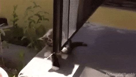 New Trending  Tagged Cat Funny Animals Falling Trending S