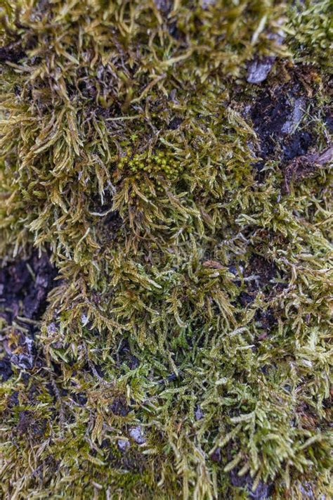 Tree Branch Overgrown With Moss Close Up Moss Texture Stock Photo