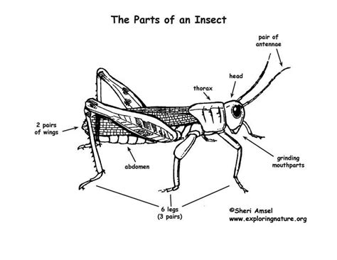 24 different insects english worksheets will help reinforce skills like reading, writing and vocabulary. Teaching kids science: Insects/Beekeeping- Part 1 | Not ...