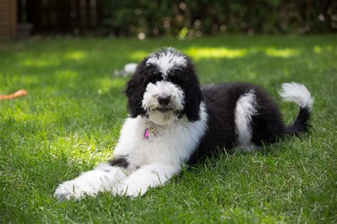 Sheepadoodle Old English Sheepdog And Poodle Mix Info Pictures Care