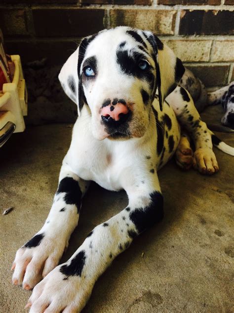 Merle Great Dane Puppies With Blue Eyes