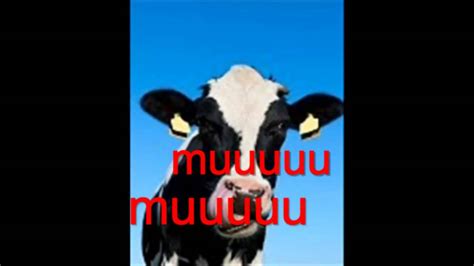 El Sonido De La Vaca Youtube