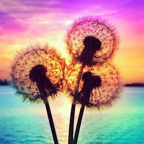 Pin By Laura Uhl On Cute Stuff Dandelion Pictures Dandelion Painting