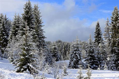 Russia Ural Nature Spruce Winter Snow Forests Hd Wallpaper Pxfuel