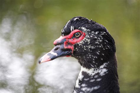 Muscovy Duck New Zealand Birds Online