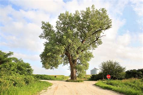 158 Year Old Cottonwood Tree Grows In The Middleof An Intersection