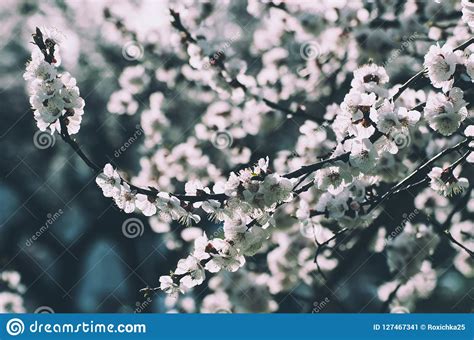 It does, however, require a pollinator. Apricot tree flower stock image. Image of aroma, foliage ...