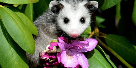 Awesome Opossums How Well Do You Know Opossums The National