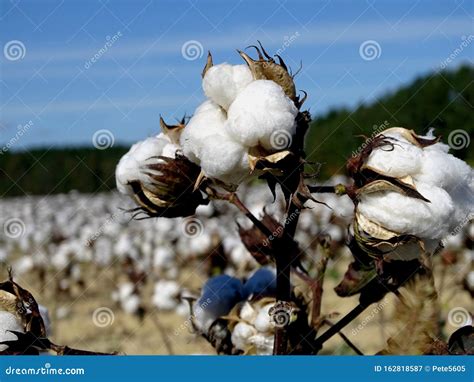 Cotton Plant Growing In A Field Ready To Be Harvested Stock Image