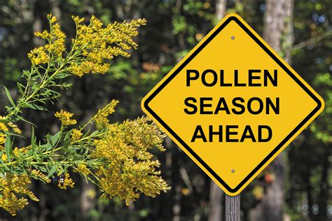 How To Permanently Get Rid Of Pollen Allergies Noticias De Pollo
