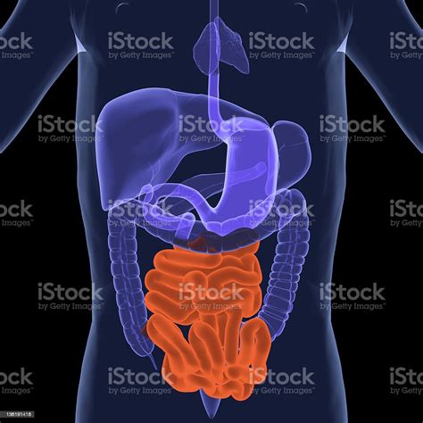 Digestive Systemsmall Intestine Stock Photo Download Image Now Istock