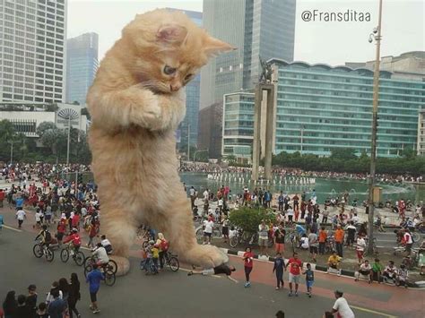 Giant Cats Disturbing Civilization Pics Giant Cat Giant Cat Breed