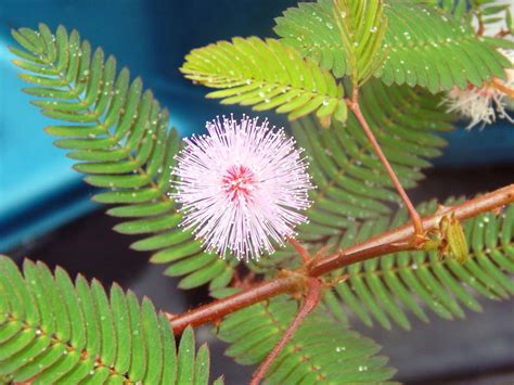 16 Intriguing Facts About Sensitive Plant