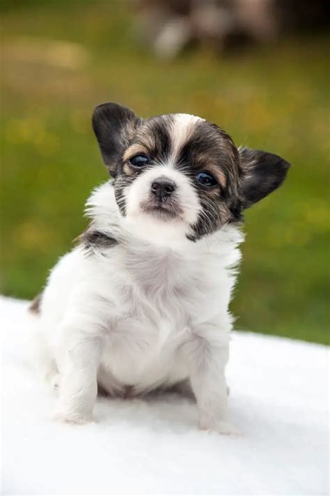 Chihuahua Vs Pomeranian A Detailed Comparison Of Both Dog Breeds