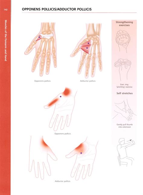 Concise Book Of Trigger Points Horizon College Of Physiotherapy Page 139 Flip Pdf Online