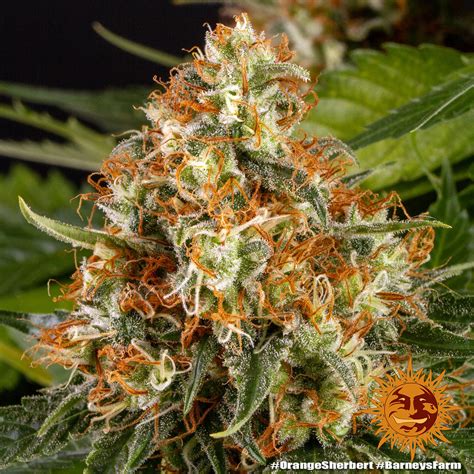 Orange Sherbert Weed Strain Seeds Barneys Farm