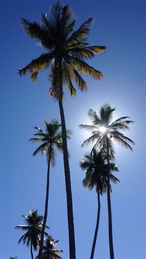 Palms Beach Wallpaper Sky Aesthetic Palm Trees Wallpaper