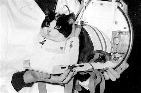 The First Cat To Fly In Space And Live To Meow About It Is Getting Her