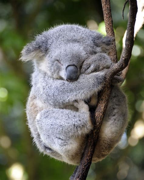Image Result For Baby Koala Sleeping Sleeping Animals Koala Baby