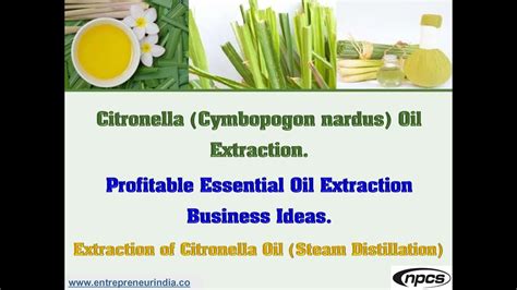 Citronella Cymbopogon Nardus Oil Extraction Profitable Essential