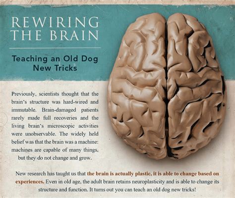 An Infographic To Explain The Function Of The Brain And How You Can