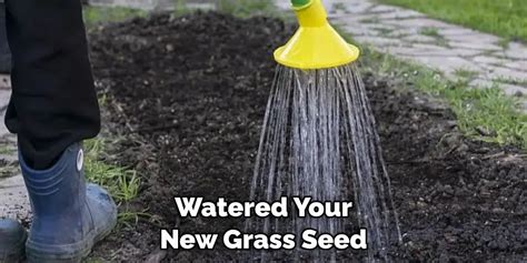 How To Water New Grass Seed Without Stepping On It 6 Easy Steps