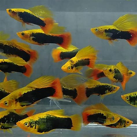 Hawaii Hi Fin Platy