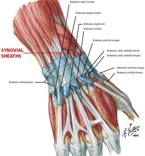 Extensor Tendons At Wrist Anatomy Posterior Dorsal Vi