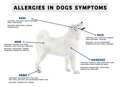 Changes in appearance and feel of the animal's. Allergies & Dermatology - Haiku Veterinary Clinic