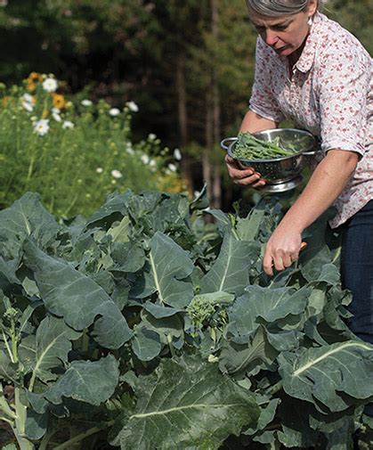 Mini And Sprouting Broccoli Growing Information Sowing Culture And Harvest
