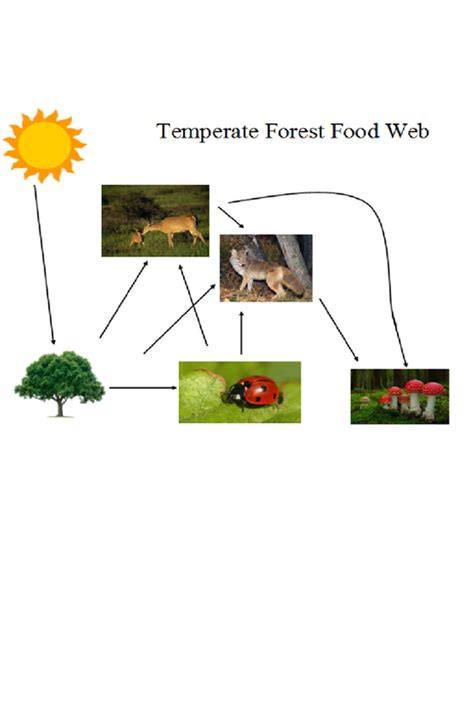 Food Web Temperate Forests