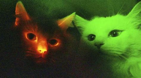 Scientists In S Korea Cloning Cats That Glow In Dark