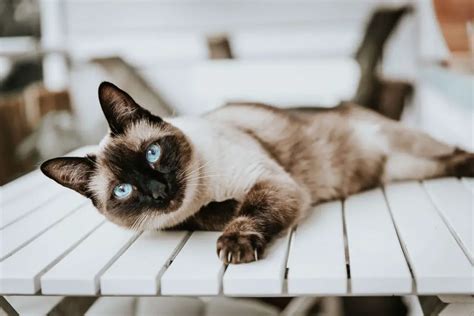 Why Do Siamese Cats Talk So Much Here Is The Exact Reason For You