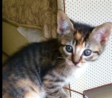 Use the form to the right to find a kitten near you. Local Kittens and Dogs for Adoption | Greenwich Free Press