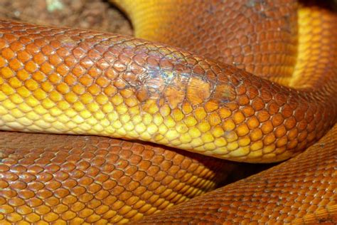 White Lipped Python And X28leiopython Albertisiiand X29 Snake Skin Stock