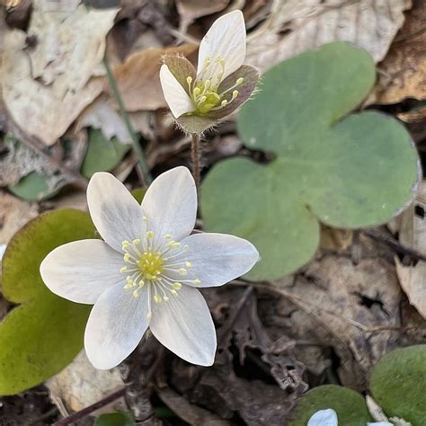 Hepatica Heralds Spring Virginia Native Plant Society