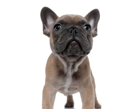 This app is personalised for your french bulldog, so all advises are calculated for your french bulldog with his or her particular settings. The Ultimate French Bulldog Cost Guide (with Calculator ...