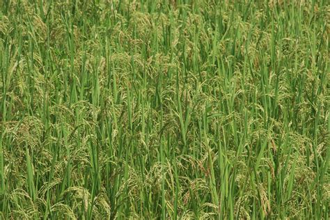 Free Paddy Field Stock Photo - FreeImages.com