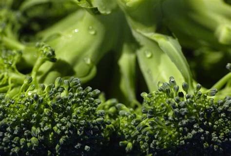 How To Tell If Broccoli Is Bad The Smell And Color Of A Spoiled