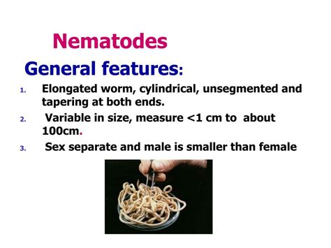 Ppt Classification Of Parasites Powerpoint Presentation Free Download Id 329684