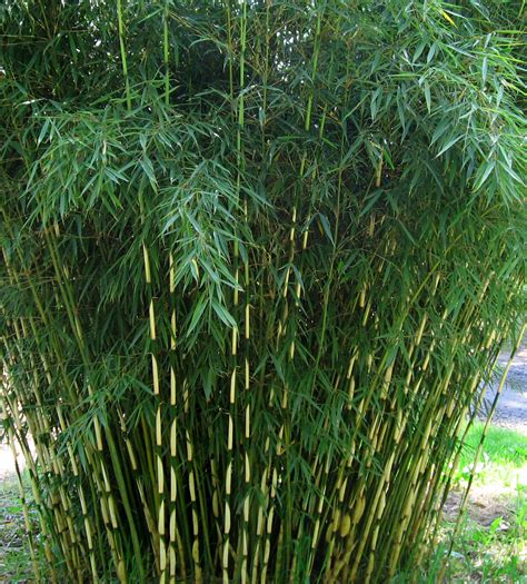 Fargesia Robusta Pingwu Green Screen Bamboo Garden