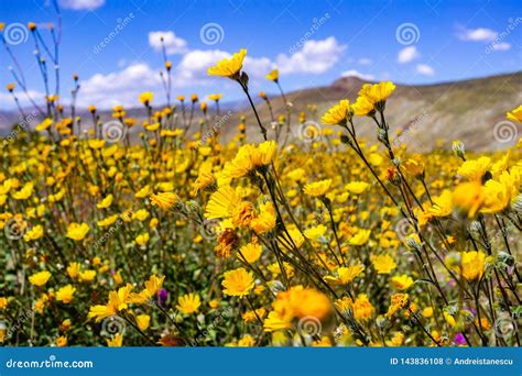 Desert Sunflowers Geraea Canescens Blooming In Anza Borrego Desert