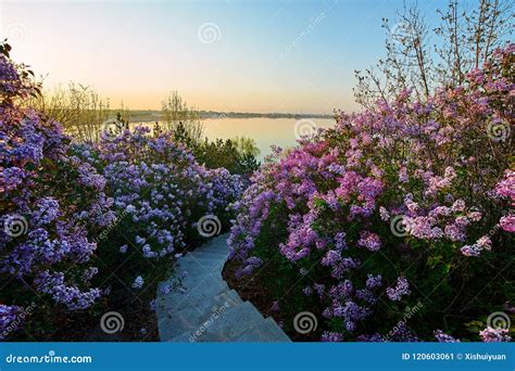 The Beautiful Lilac Flowers Sunrise Stock Image Image Of Cheng