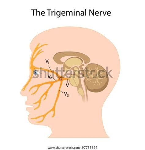 Trigeminal Nerve Stock Vector Royalty Free 97755599