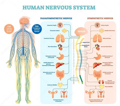 Human Nervous System Diagram Anatomy System Human Body Anatomy