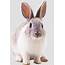 Rabbit PNG Clipart Free Download
