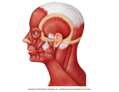 Facial Muscles Bens Anatomy Website